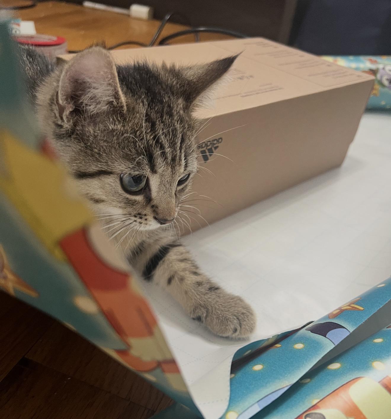 Enlarge Toil and Trouble , a ADOPTABLE Domestic Short Hair in Staten Island , NY image 5/6