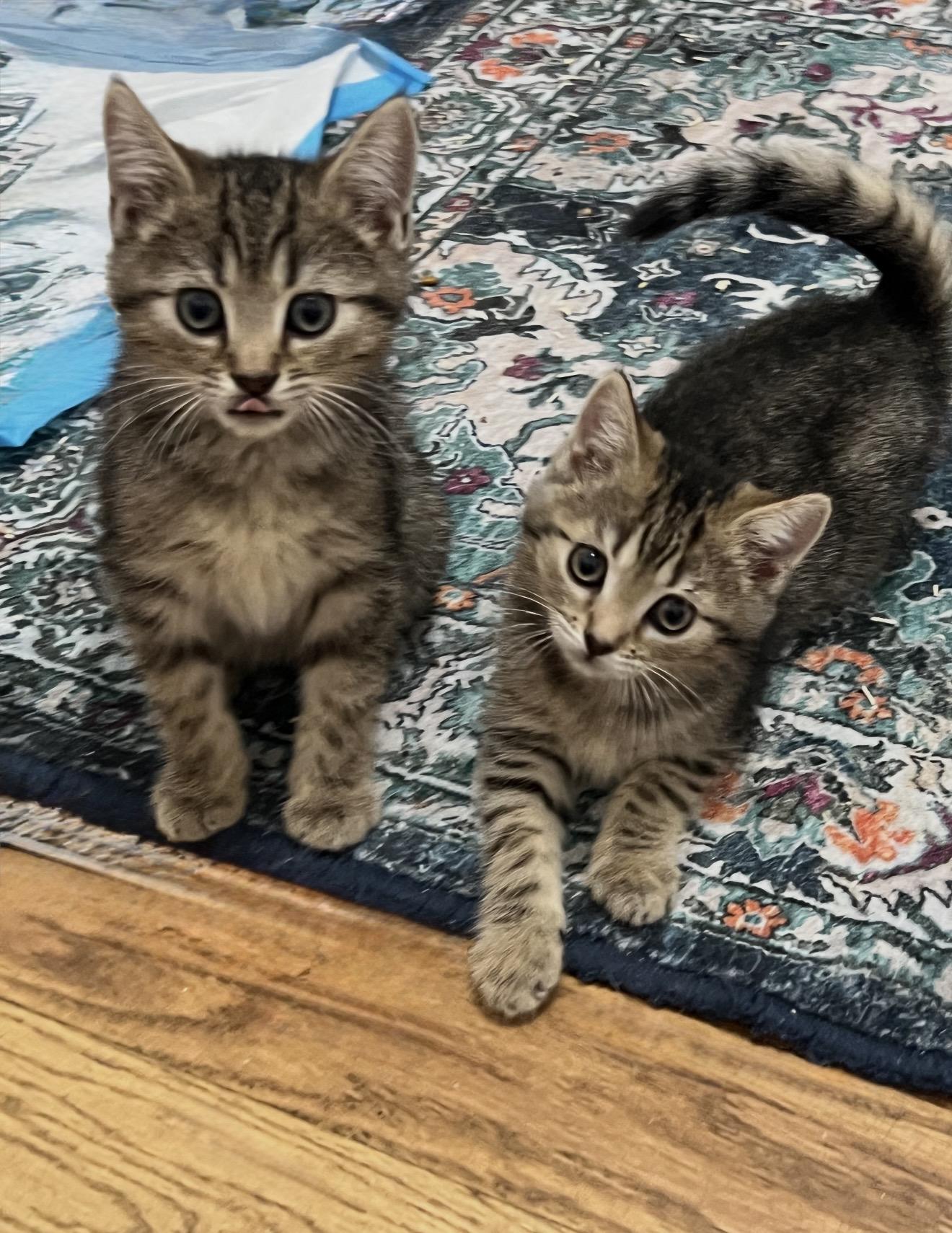 Toil and Trouble , ADOPTABLE, Kitten Male Domestic Short Hair.