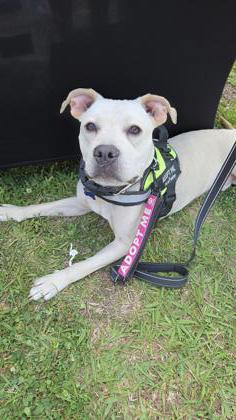 04125B Thumper Adoption Ambassador, Adoptable, Adult Male Terrier & Mixed Breed.