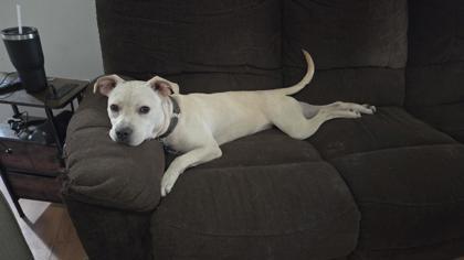 Enlarge 04125B Thumper Adoption Ambassador, a Adoptable mixed breed in North Charleston, SC image 2/3