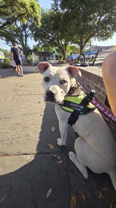 Enlarge 04125B Thumper Adoption Ambassador, a Adoptable mixed breed in North Charleston, SC image 3/3