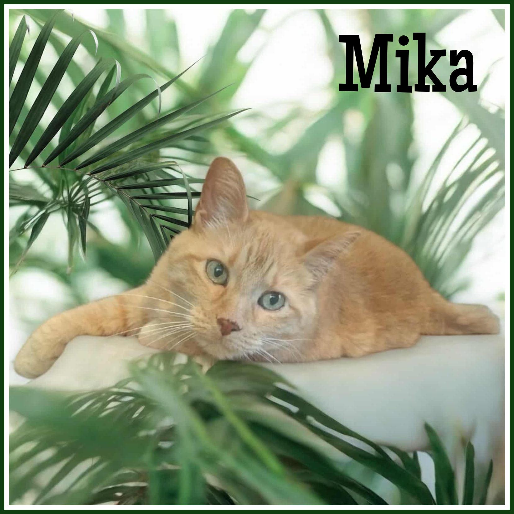 Mika - SPONSORED ADOPTION