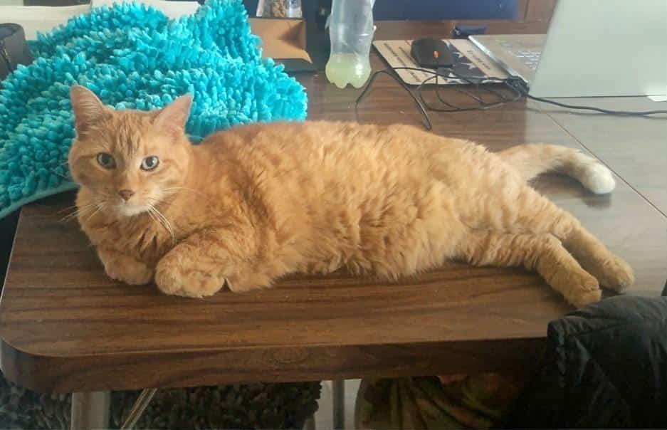 Mika - SPONSORED ADOPTION