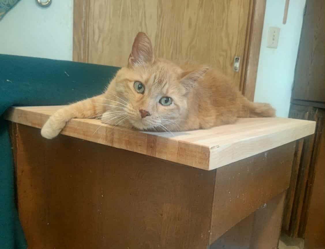 Mika - SPONSORED ADOPTION