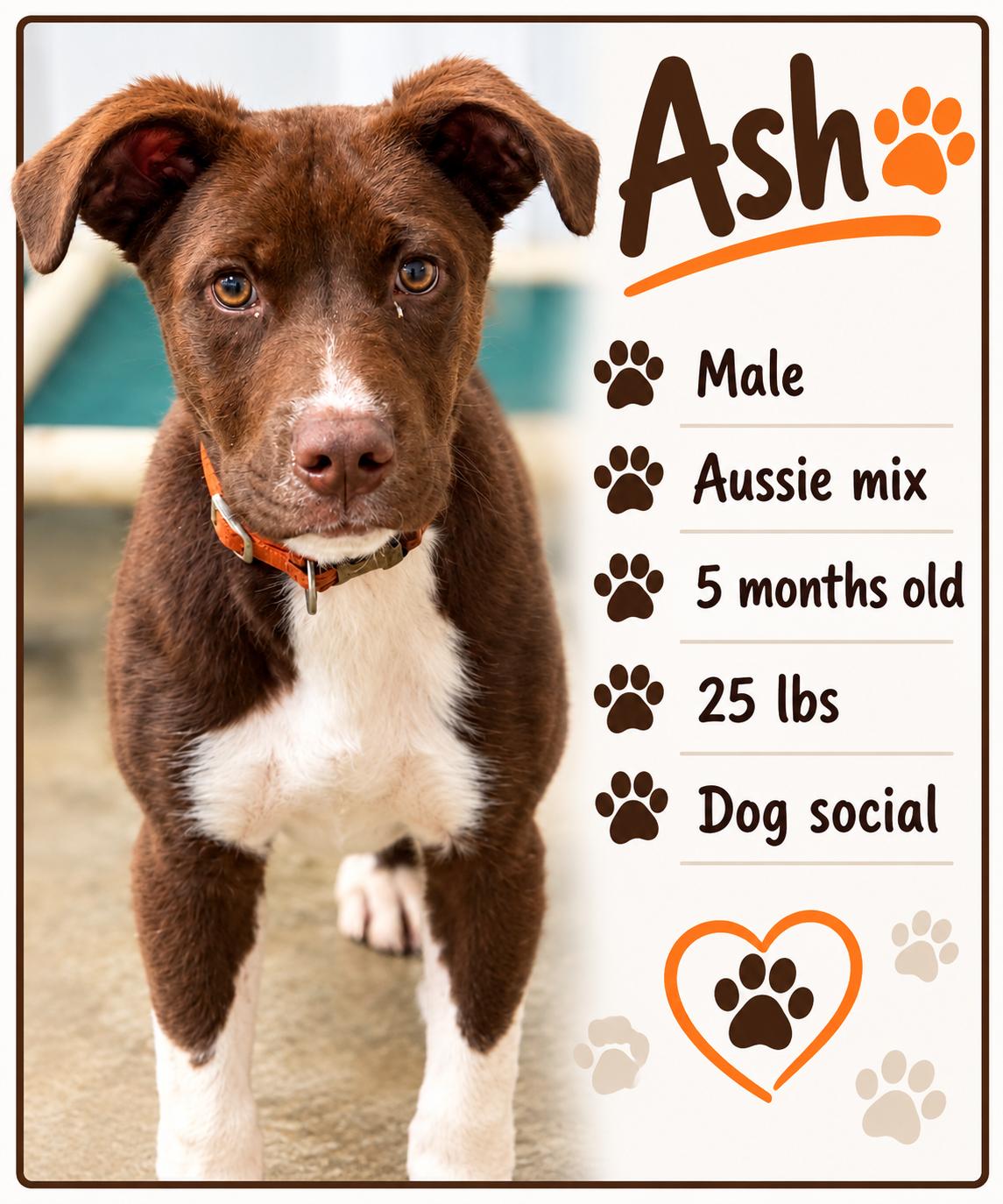 Enlarge Ash, a Adopted Mixed Breed in Rock Hill, NY image 1/1