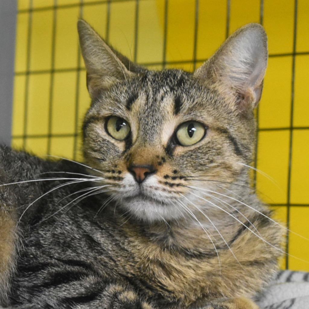 Enlarge Seraphina, a Adoptable mixed breed in Saint Petersburg, FL image 1/1