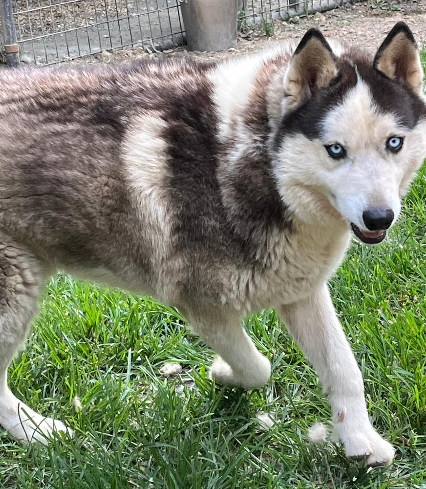 Boomer, Adoptable, Young Male Siberian Husky.