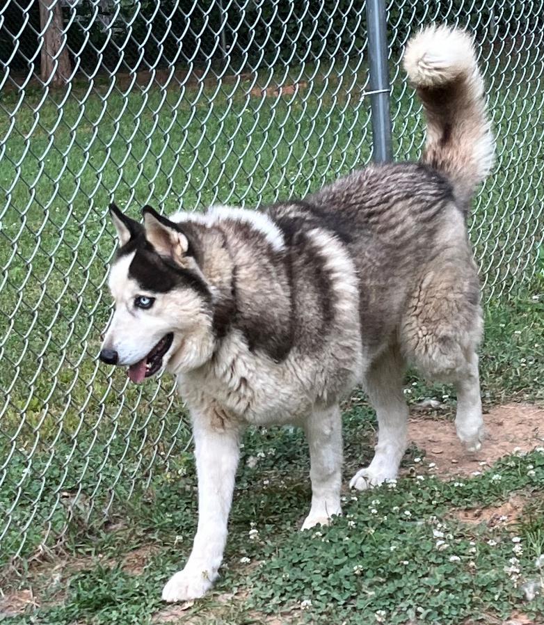 Boomer, Adoptable, Young Male Siberian Husky.