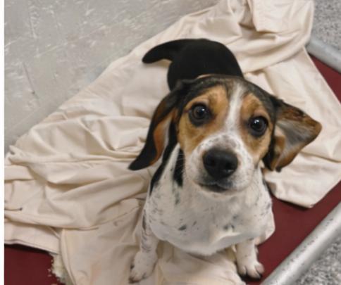 Pinto , adopted, Puppy Female Beagle.