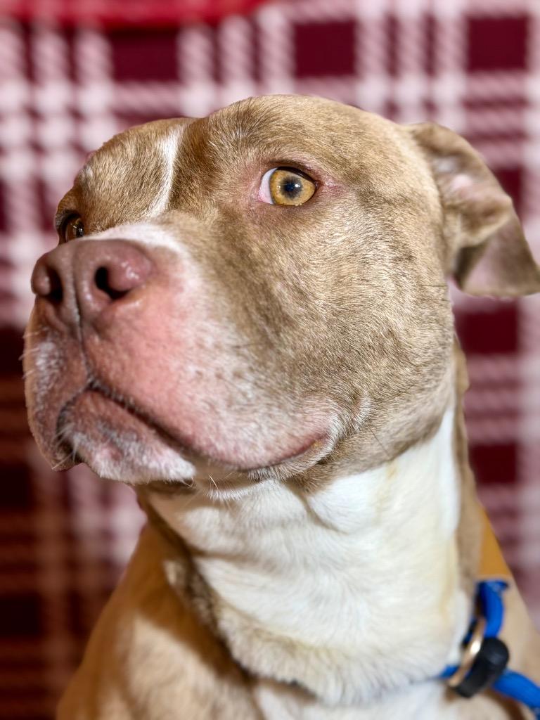 Enlarge RANGER, a Adoptable Terrier in Wintersville, OH image 1/6