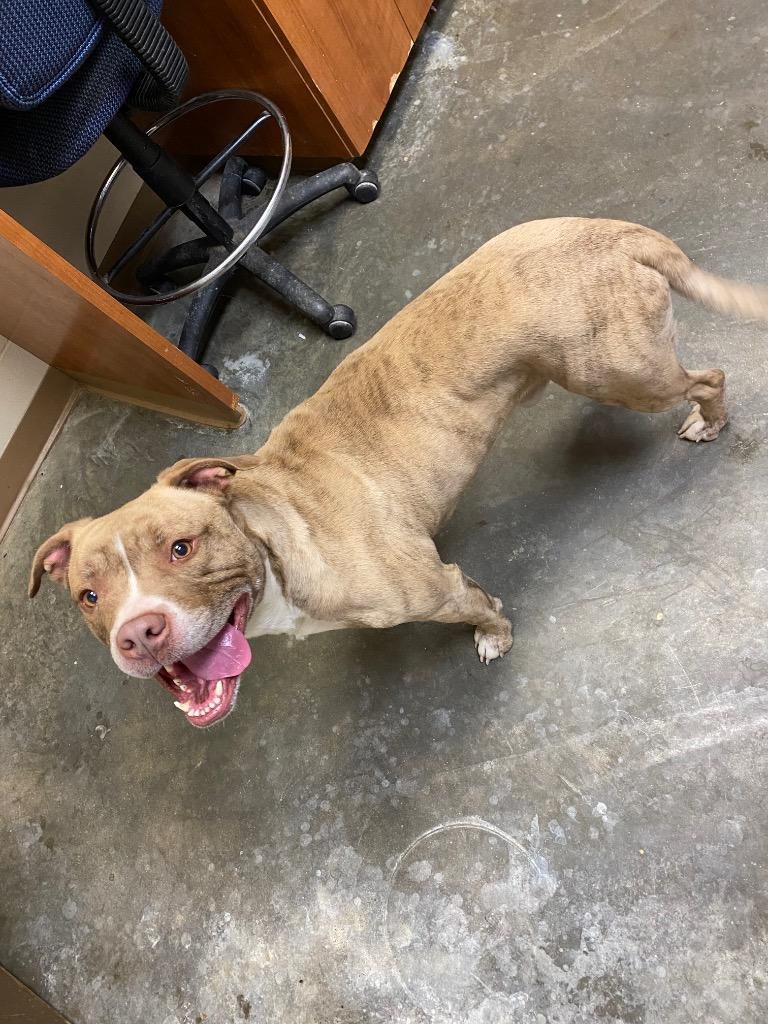 Enlarge RANGER, a Adoptable Terrier in Wintersville, OH image 3/6