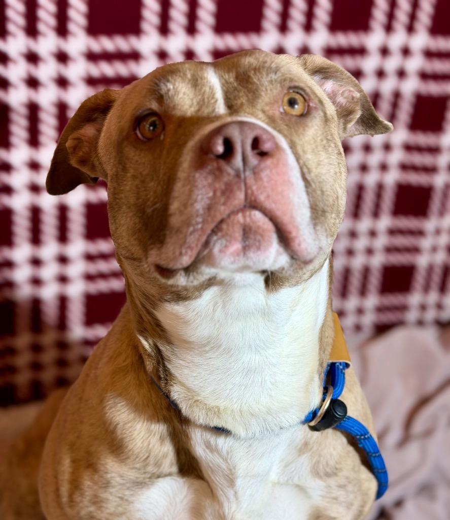 Enlarge RANGER, a Adoptable Terrier in Wintersville, OH image 4/6