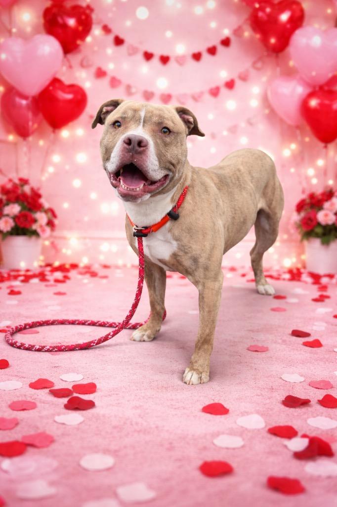 Enlarge RANGER, a Adoptable Terrier in Wintersville, OH image 5/6