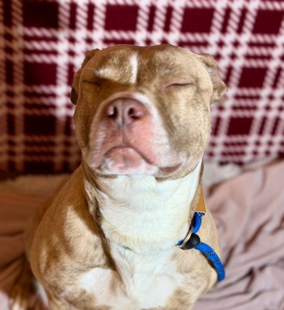 Enlarge RANGER, a Adoptable Terrier in Wintersville, OH image 6/6