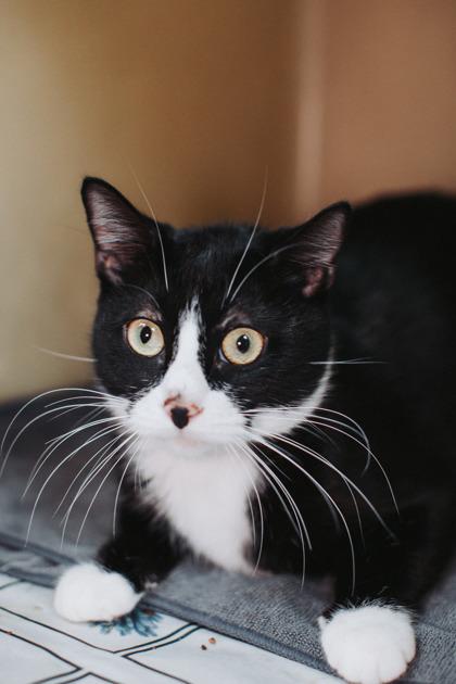 Enlarge 90287A Rory, a Adoptable mixed breed in North Charleston, SC image 1/3