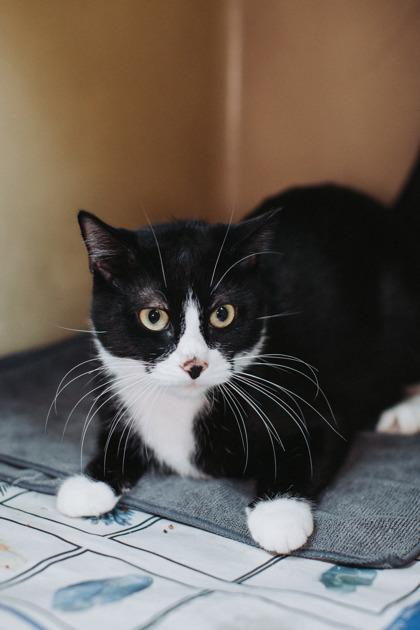 Enlarge 90287A Rory, a Adoptable mixed breed in North Charleston, SC image 2/3