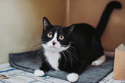 Enlarge 90287A Rory, a Adoptable mixed breed in North Charleston, SC image 3/3