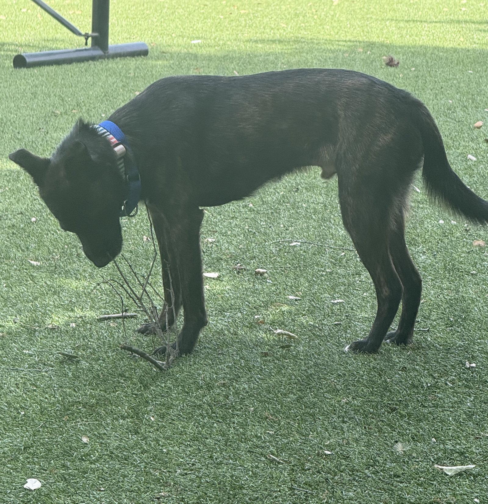 Enlarge Diesel, a Adopted Whippet in Davis, CA image 2/2