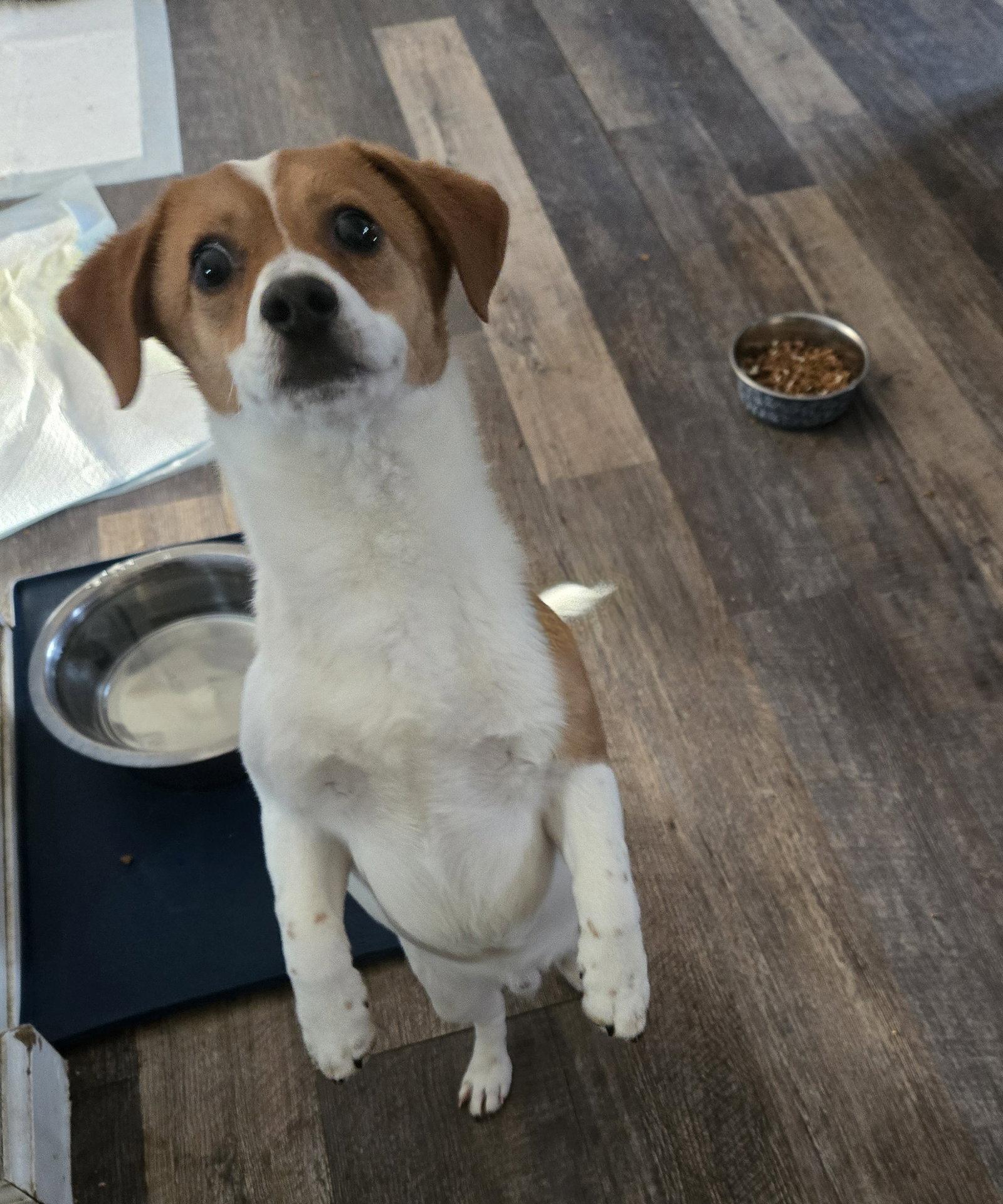 Toto #4, Adopted, Young Male Chihuahua.