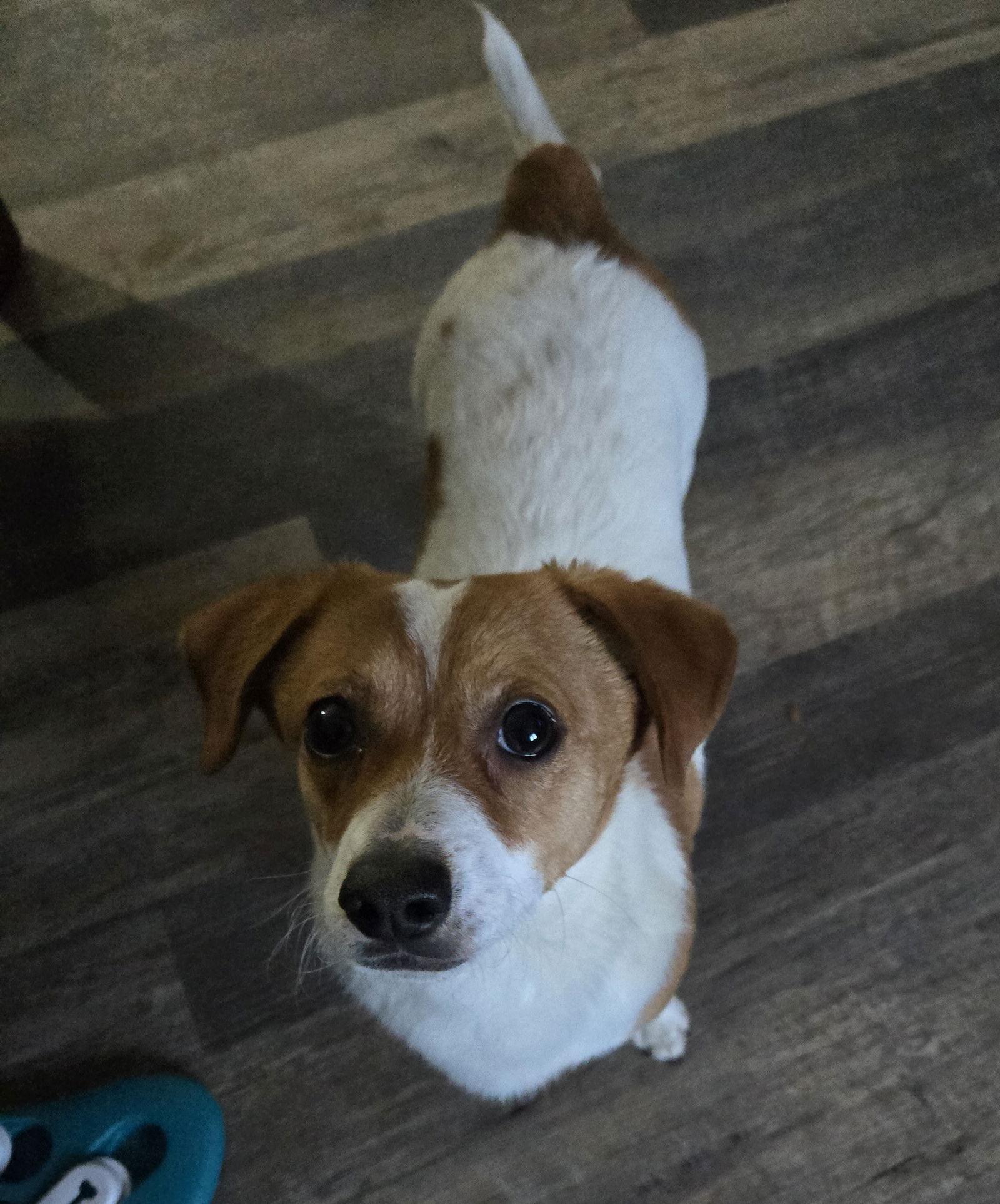 Enlarge Toto #4, a Adopted Chihuahua in Aurora, CO image 2/3