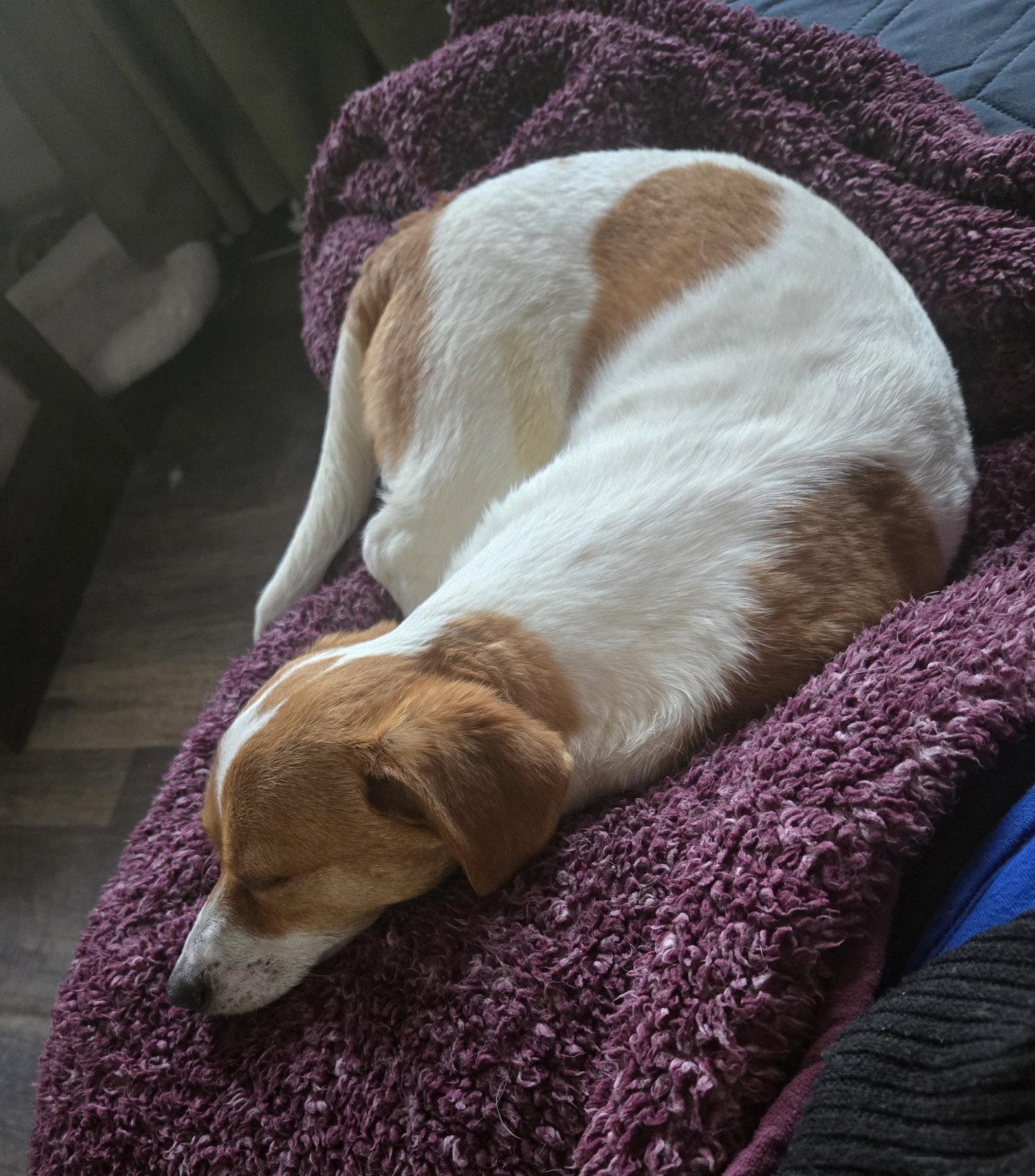 Enlarge Toto #4, a Adopted Chihuahua in Aurora, CO image 3/3