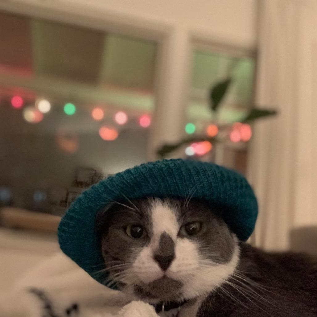 Owen, Adoptable, Adult Male Domestic Short Hair.