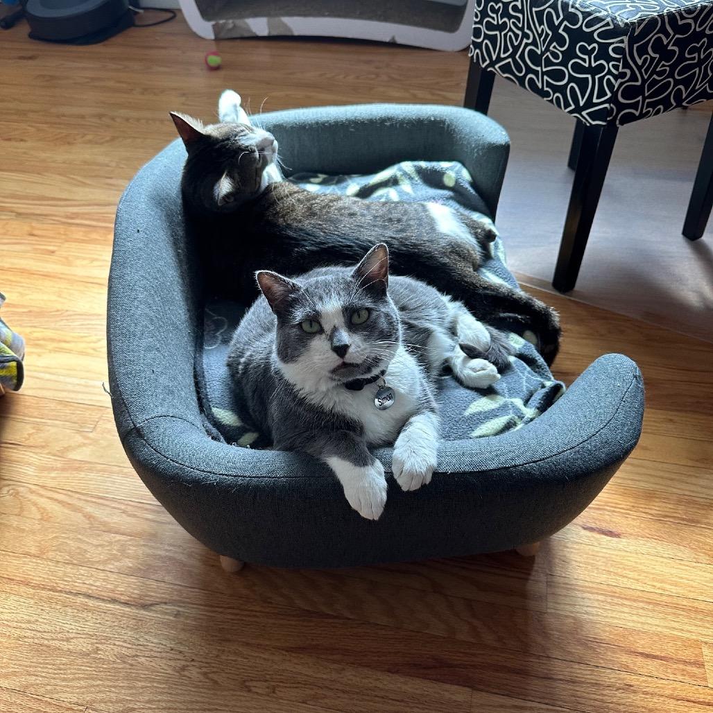 Owen, a Adoptable Domestic Short Hair in Tustin, CA image 2/5