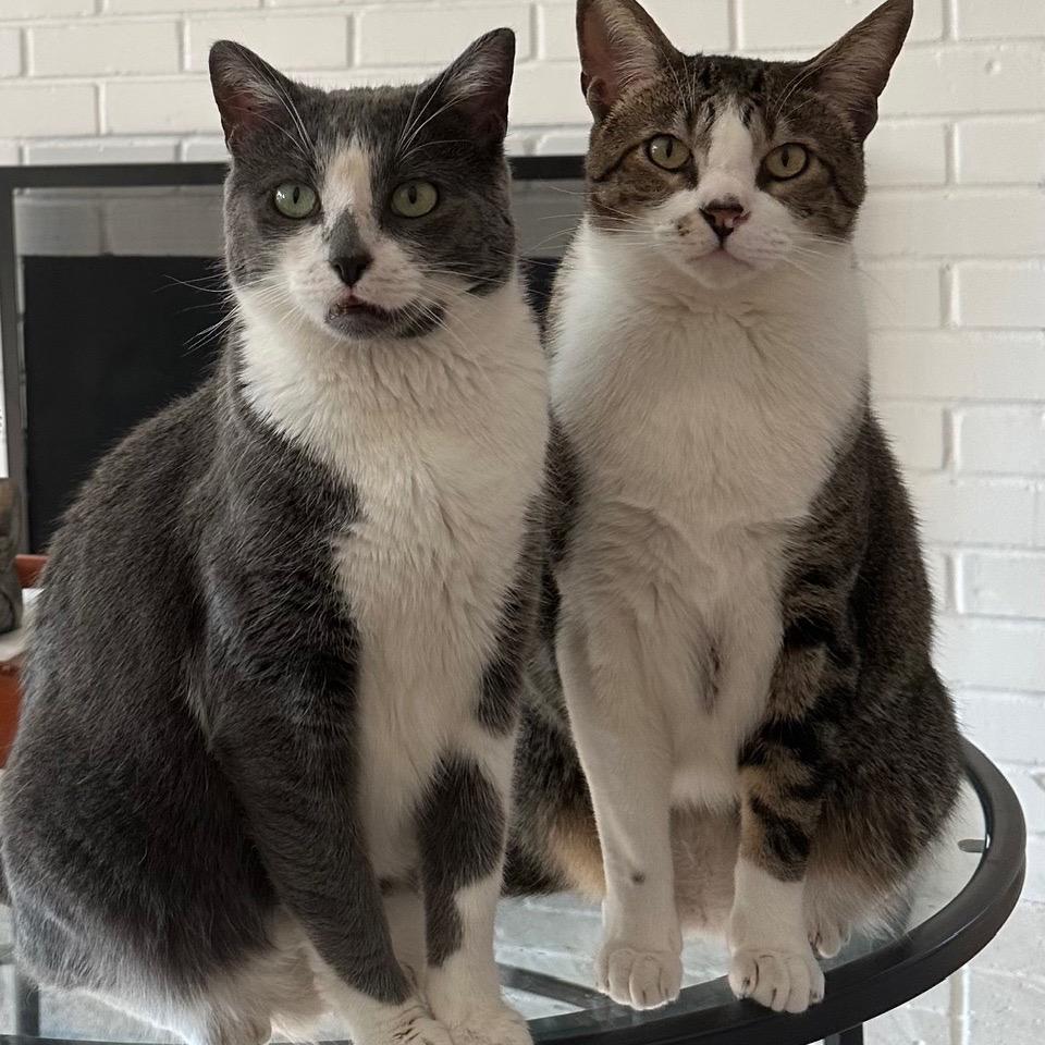 Owen, a Adoptable Domestic Short Hair in Tustin, CA image 3/5