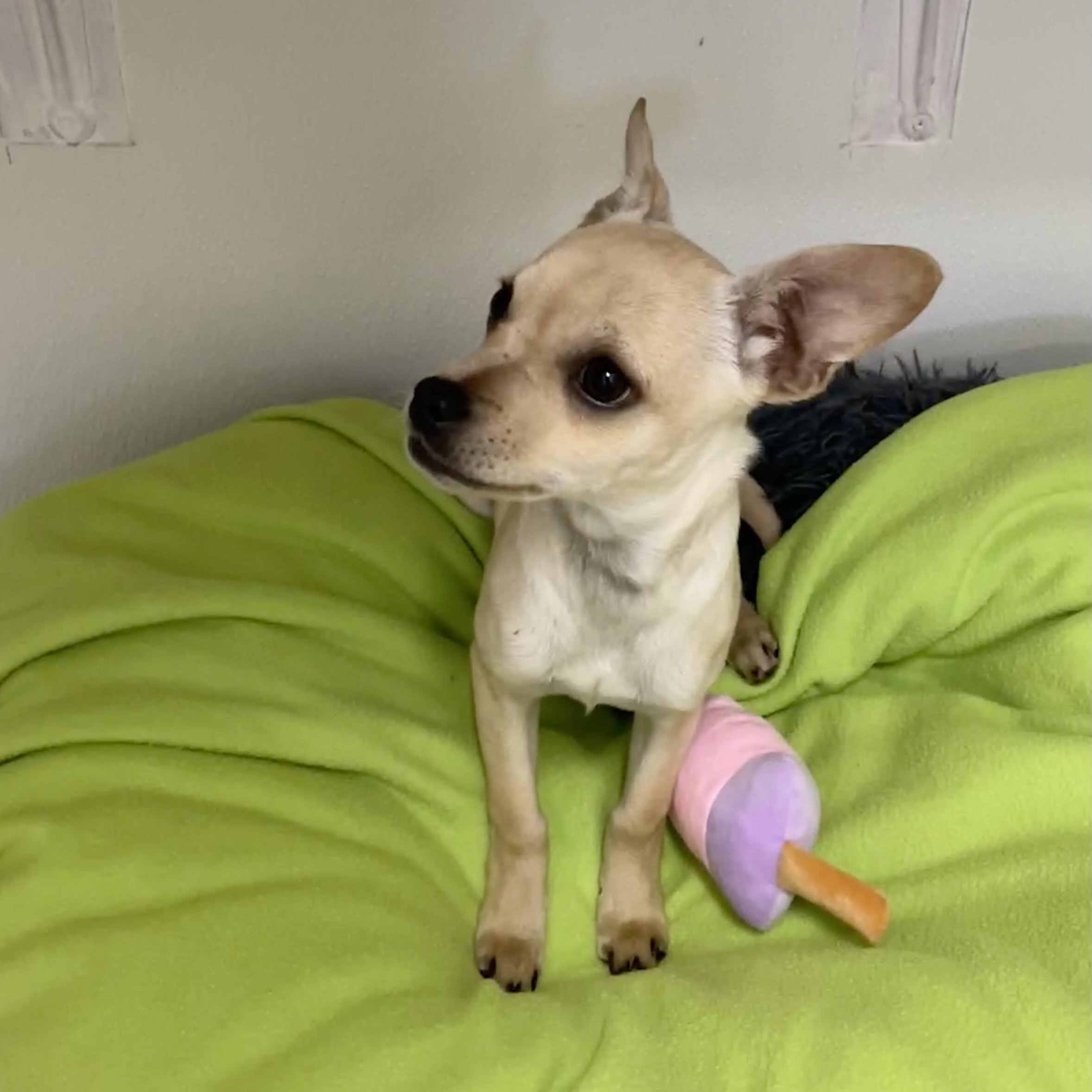 Enlarge Ellie, a Adoptable mixed breed image 3/4