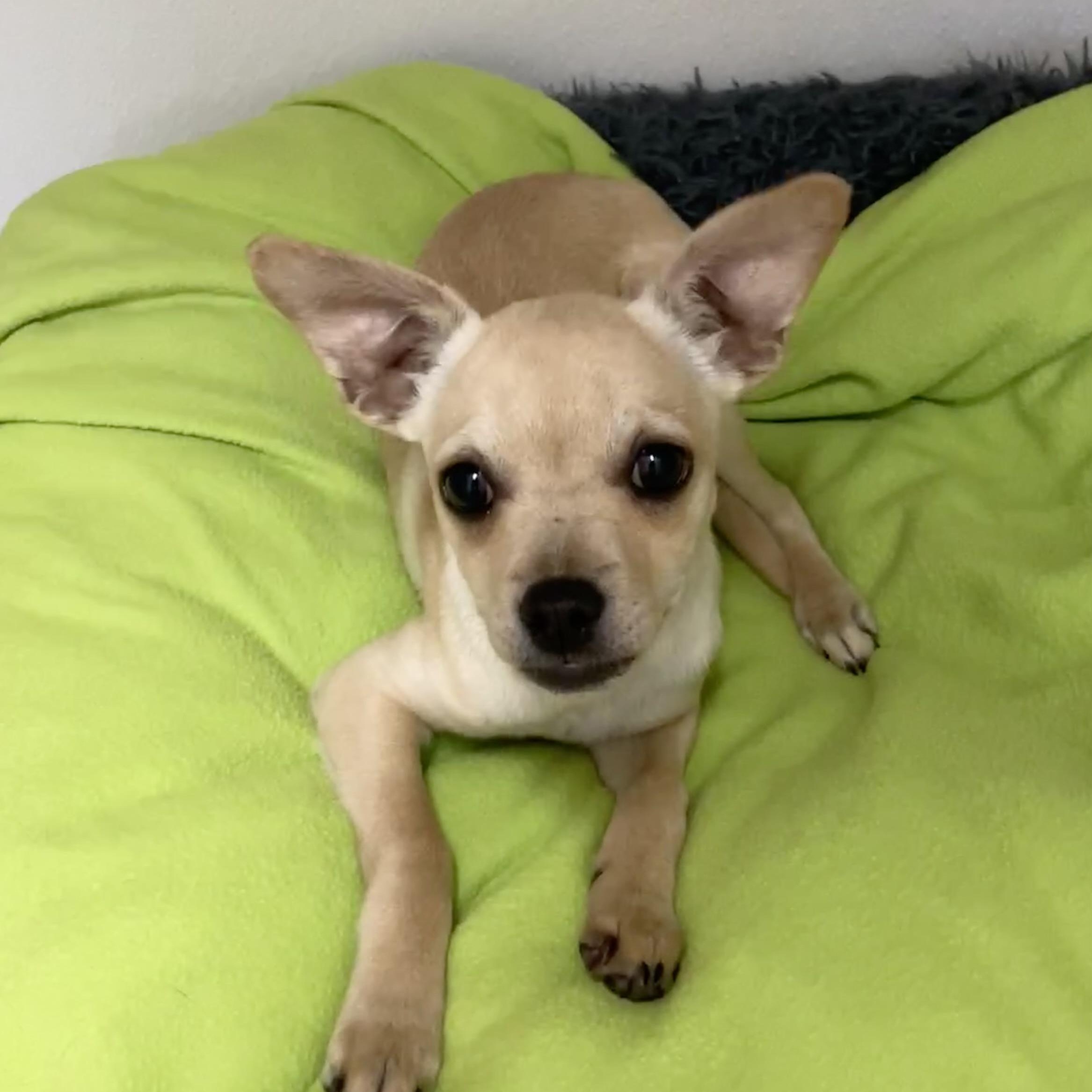 Enlarge Ellie, a Adoptable mixed breed image 1/4