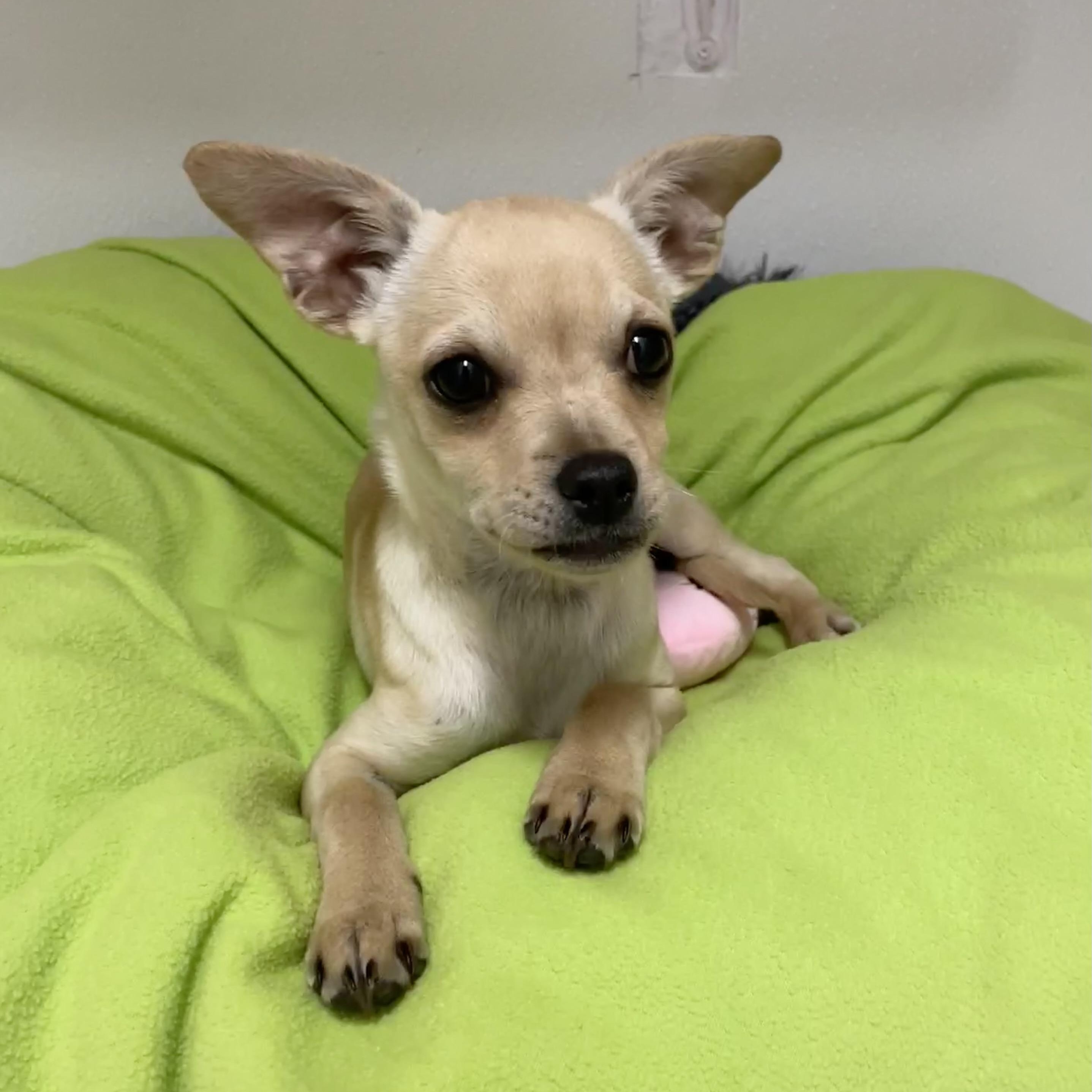 Enlarge Ellie, a Adoptable mixed breed image 2/4