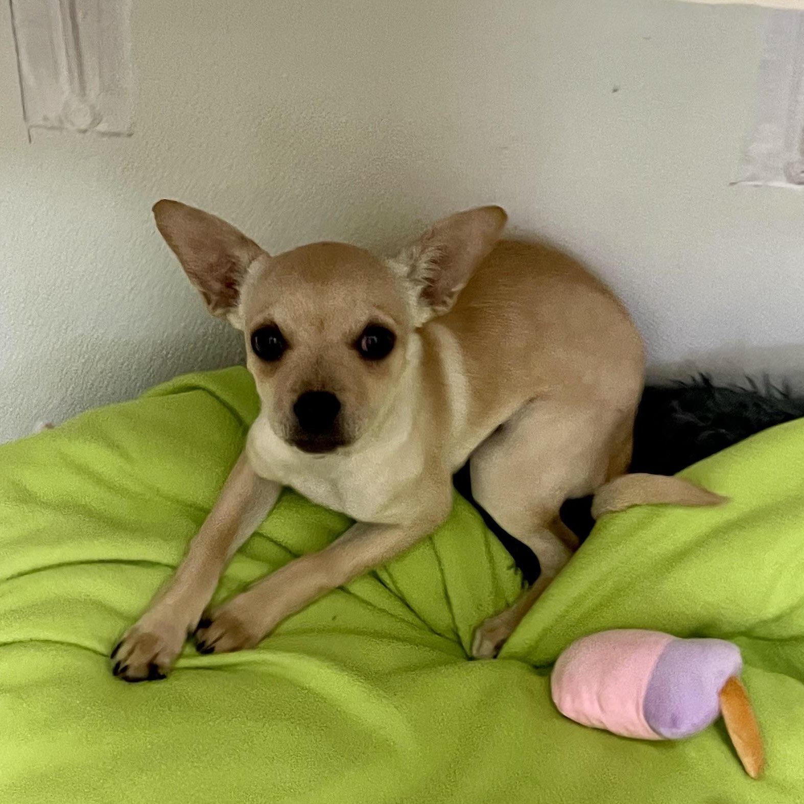 Enlarge Ellie, a Adoptable mixed breed image 4/4