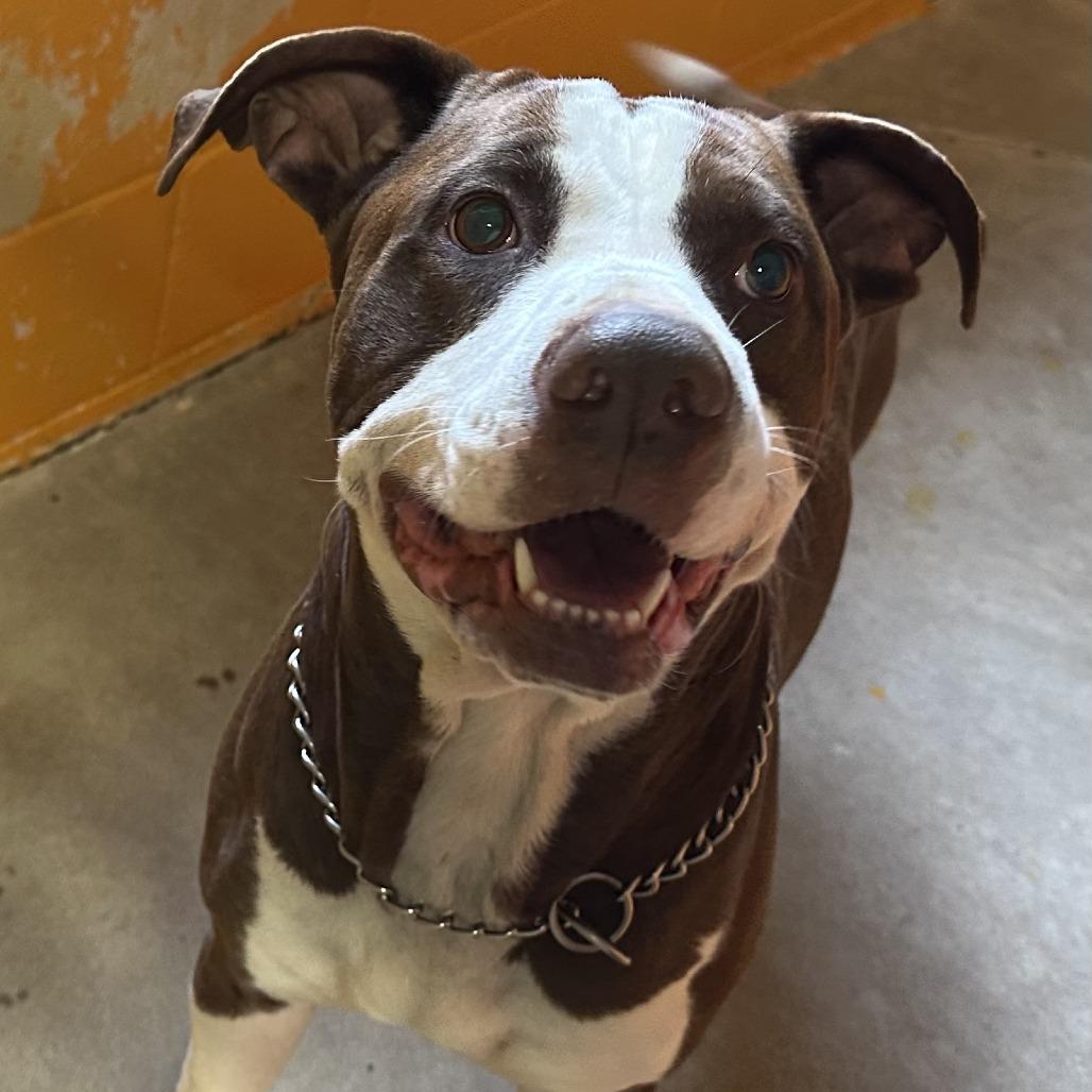 Diesel, Adoptable, Adult Male Pit Bull Terrier.