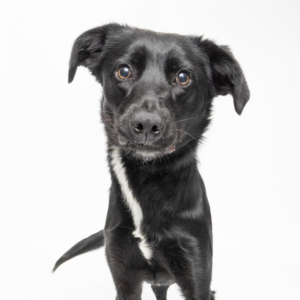 Chirpette, Adoptable, Young Female Mixed Breed.