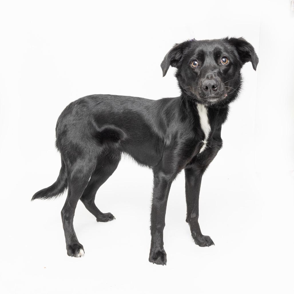 Enlarge Chirpette, a Adoptable Mixed Breed in Franklin, TN image 2/2