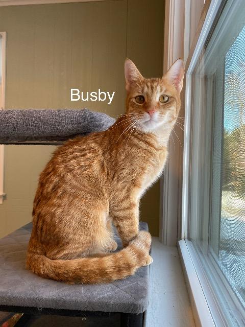 Enlarge Busby, a Adoptable Domestic Short Hair in Medway, MA image 1/3