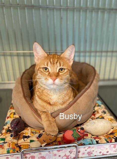 Enlarge Busby, a Adoptable Domestic Short Hair in Medway, MA image 3/3