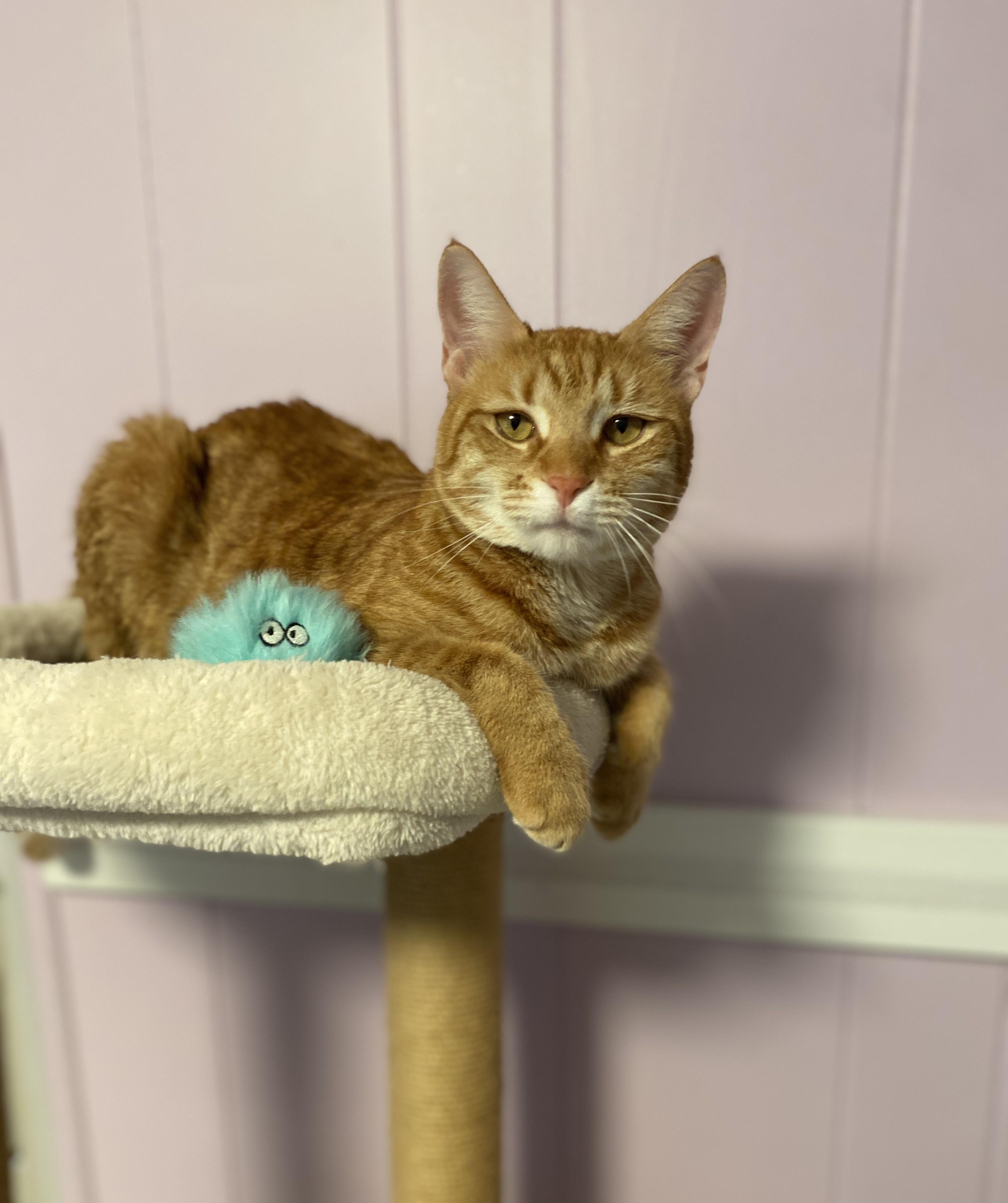 Enlarge Busby, a Adoptable Domestic Short Hair in Medway, MA image 2/3