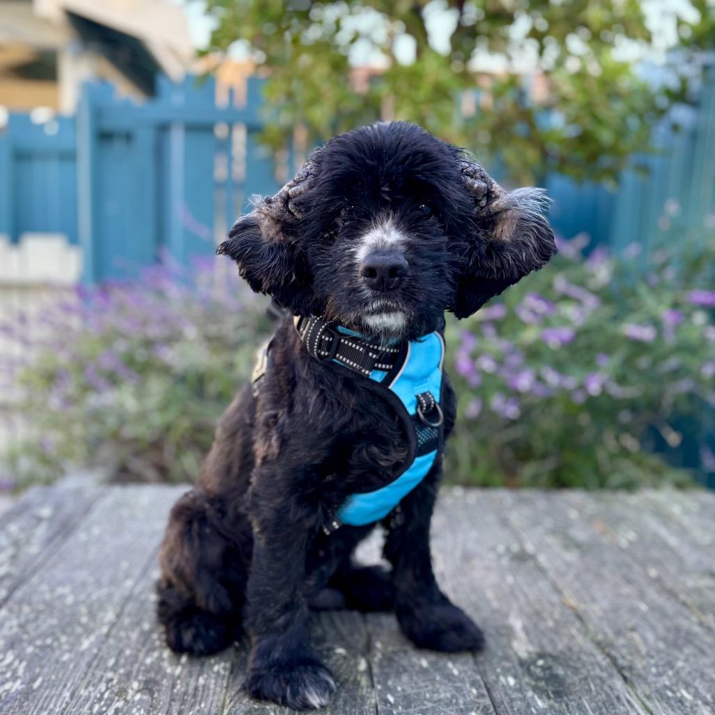 Junior Mint (was Nico)