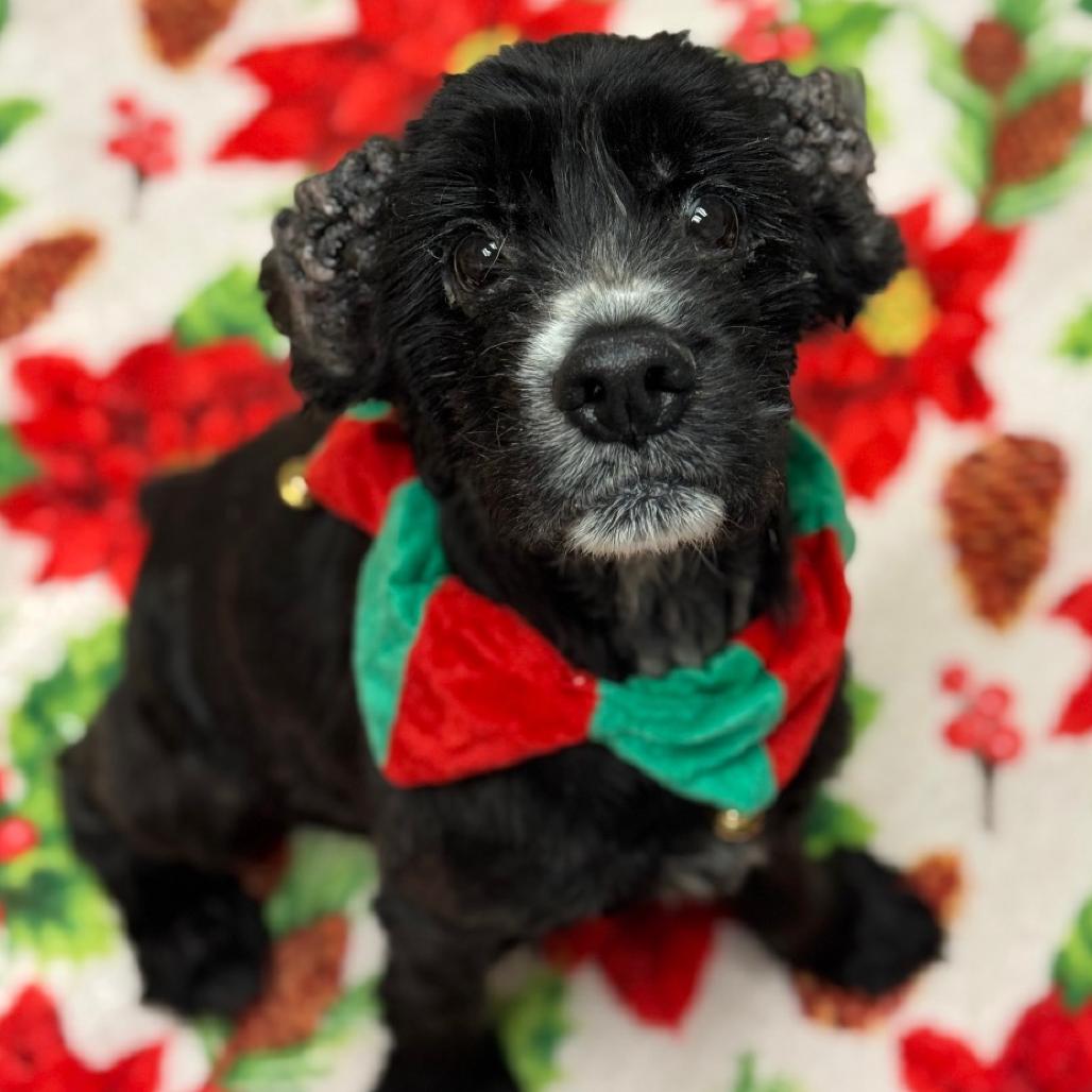 Junior Mint (was Nico) — thumbnail 4