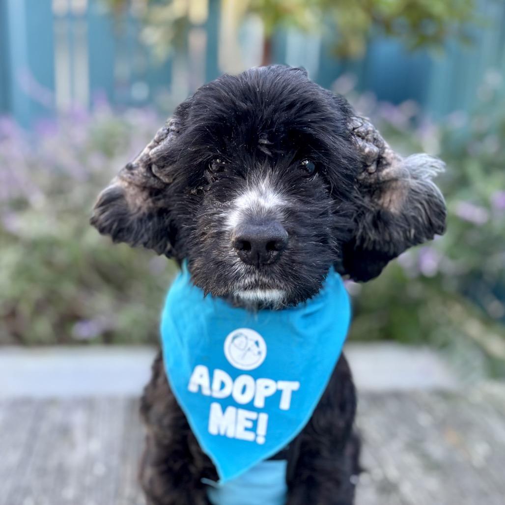 Junior Mint (was Nico) — thumbnail 5