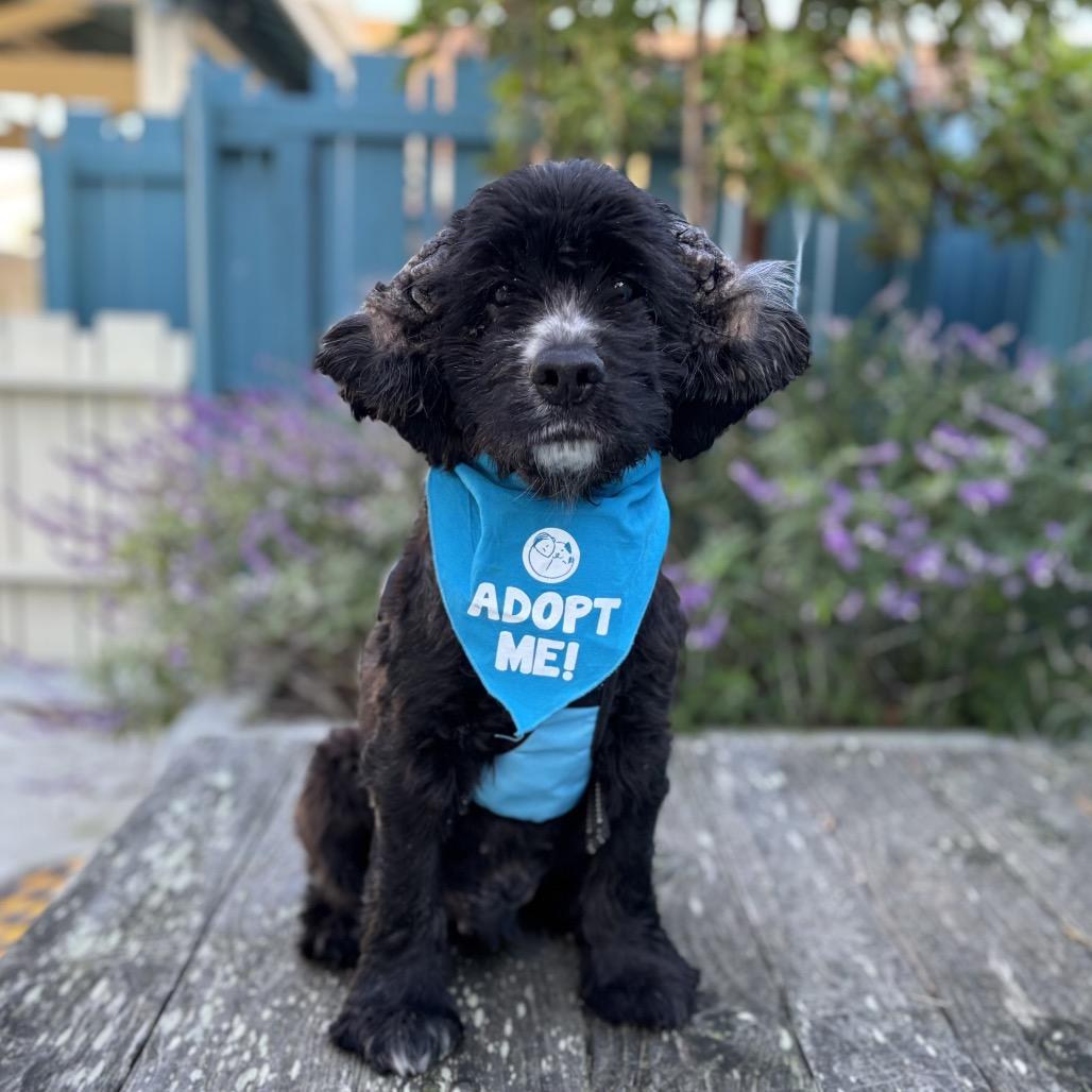 Junior Mint (was Nico) — thumbnail 6