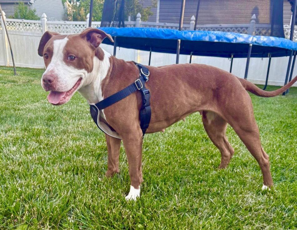 Polly, Adoptable, Adult Female Terrier.