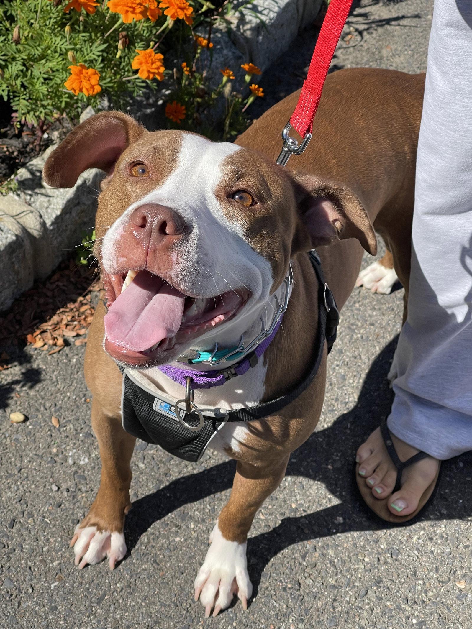 Enlarge Polly, a Adoptable Terrier in Blackwood, NJ image 2/3