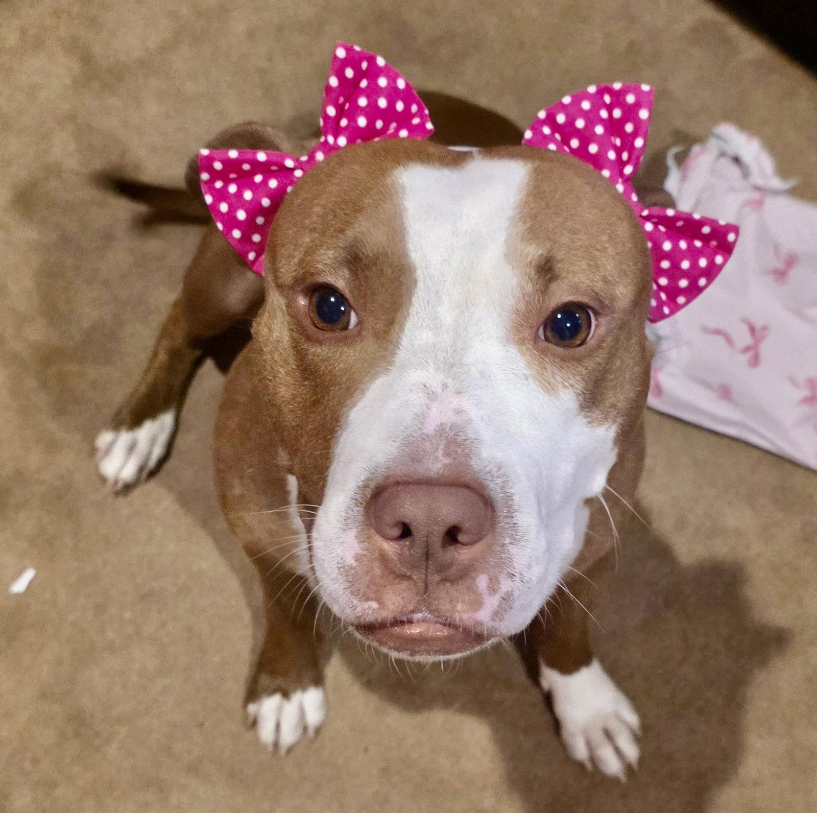 Enlarge Polly, a Adoptable Terrier in Blackwood, NJ image 3/3