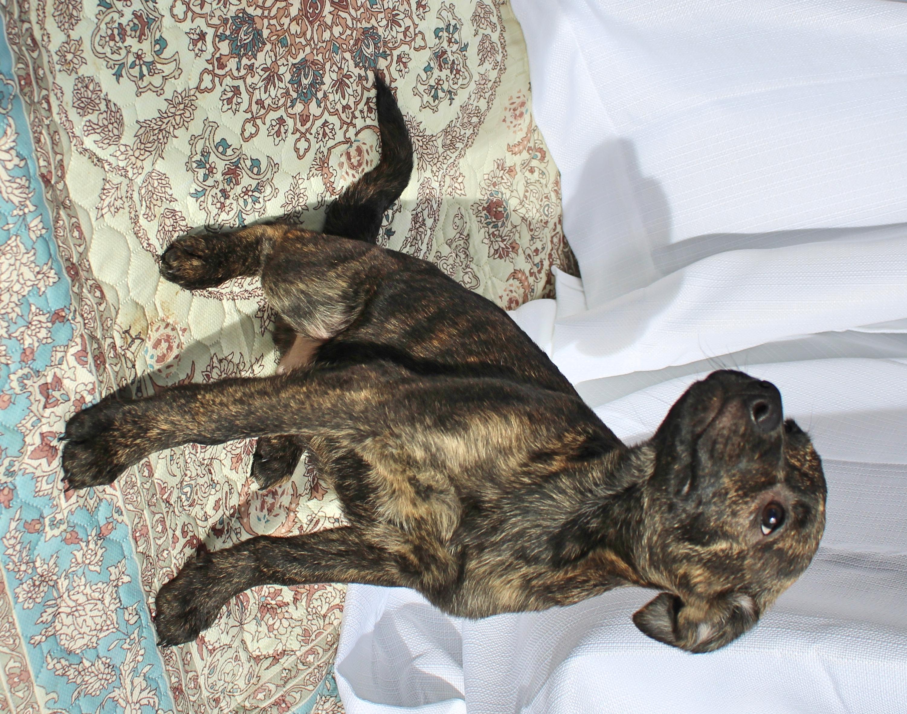 Enlarge Cheech, a ADOPTABLE mixed breed in Springfield, OH image 5/6