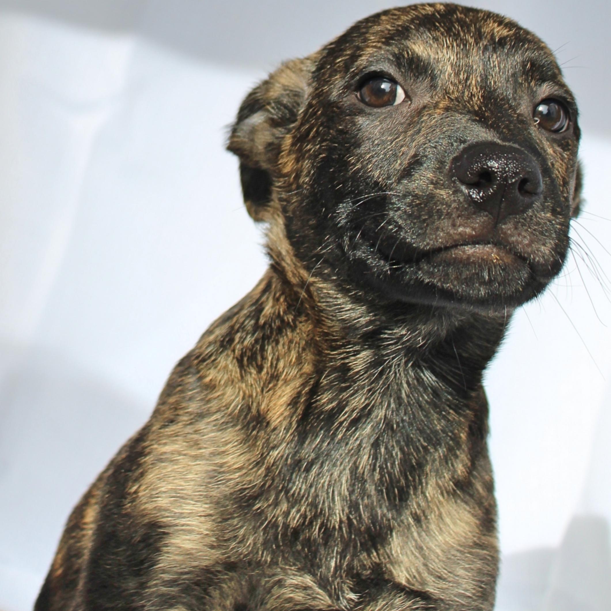 Enlarge Cheech, a ADOPTABLE mixed breed in Springfield, OH image 1/6