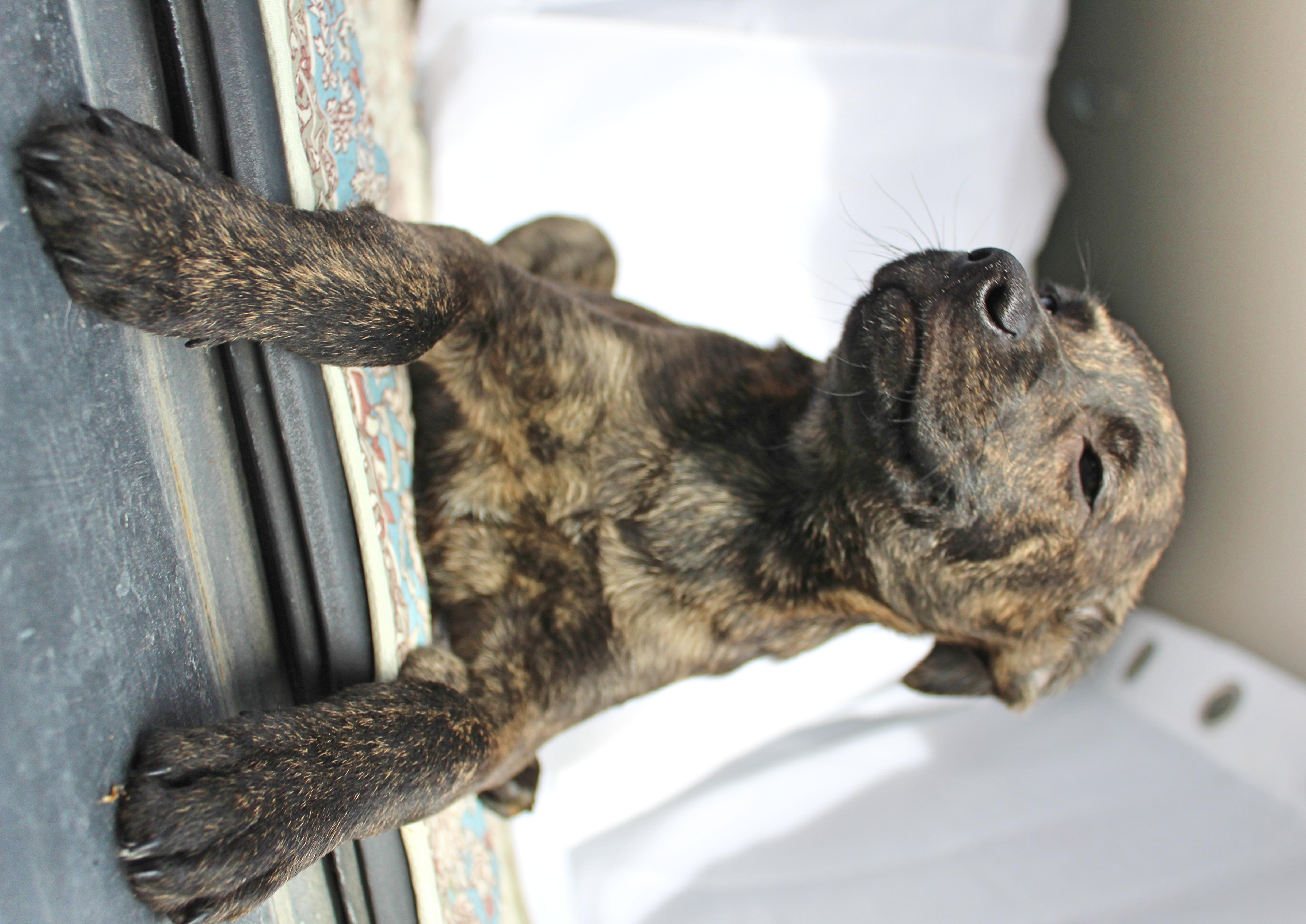 Enlarge Cheech, a ADOPTABLE mixed breed in Springfield, OH image 4/6