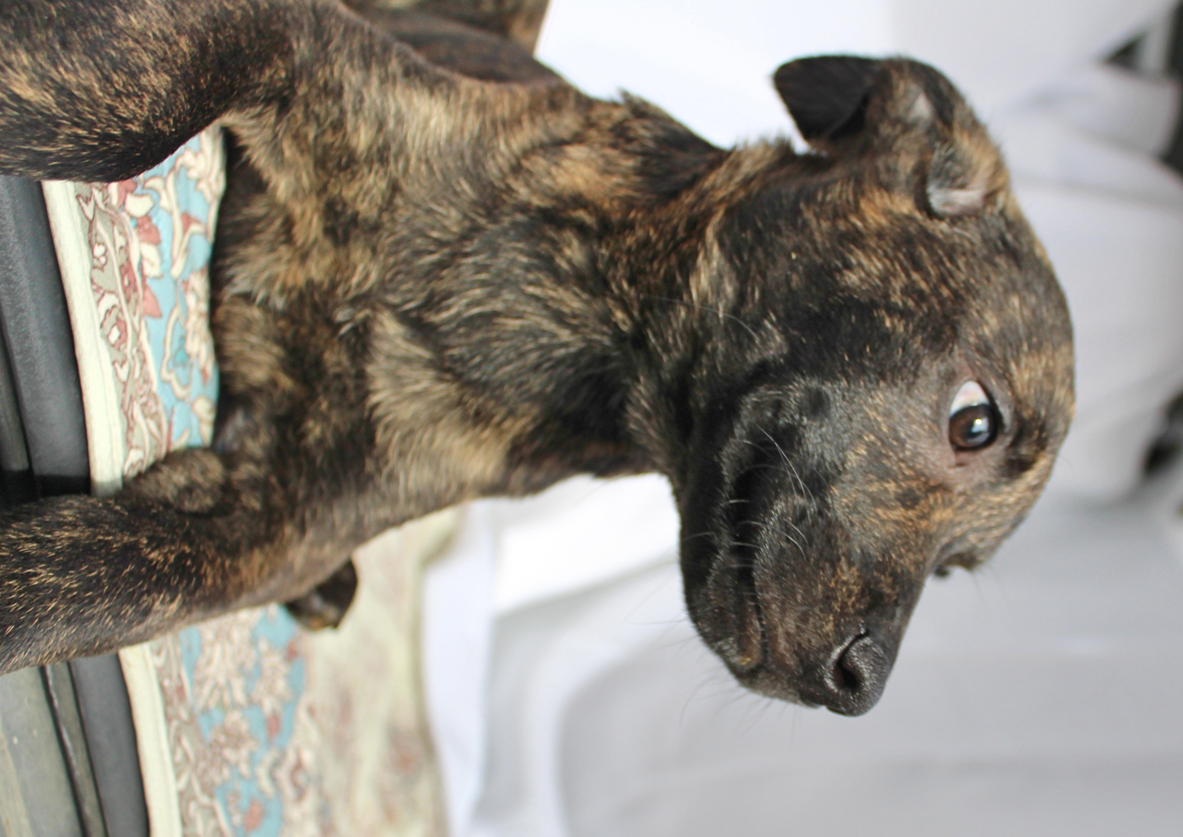 Enlarge Cheech, a ADOPTABLE mixed breed in Springfield, OH image 3/6