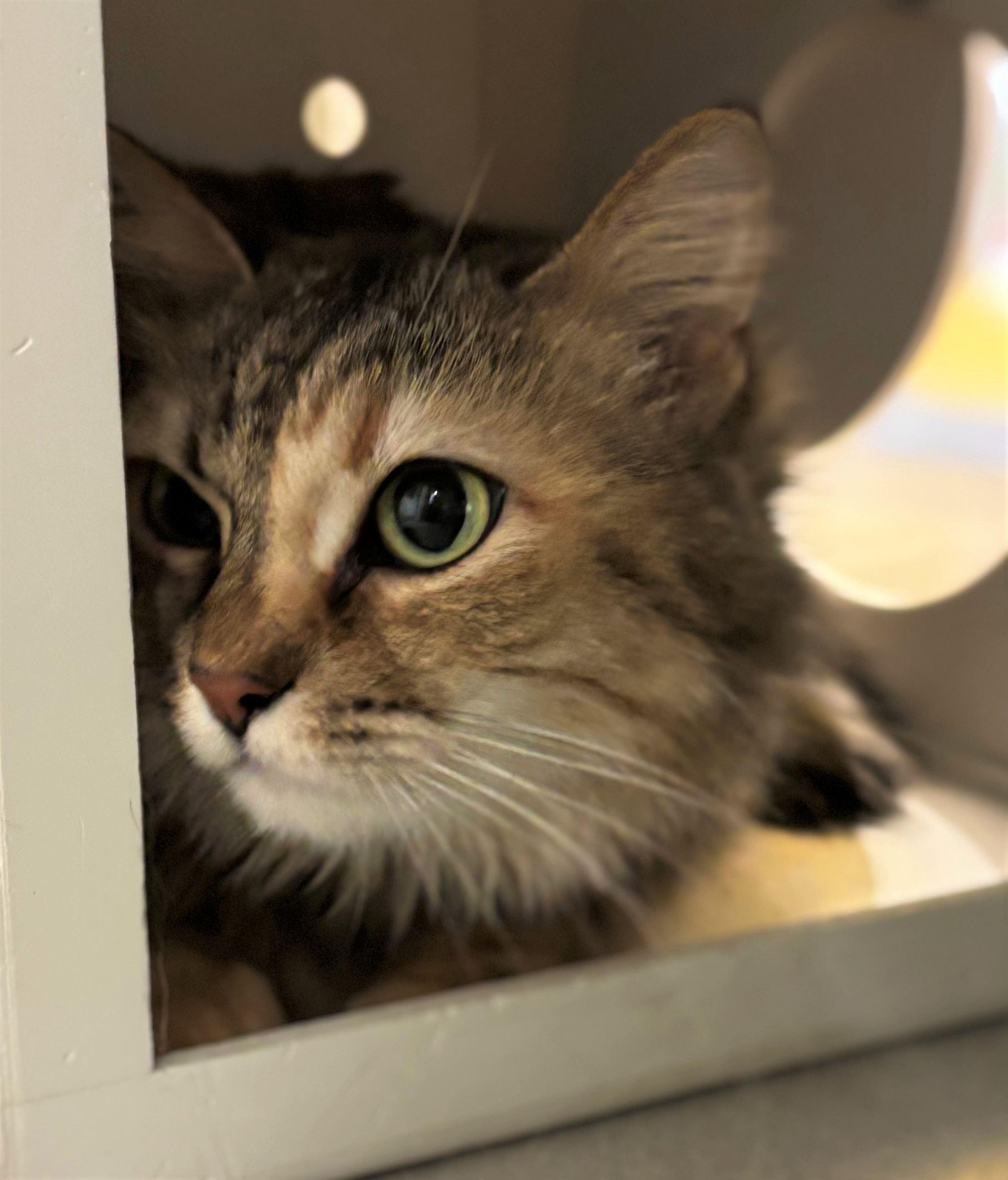 Enlarge Katie, a ADOPTABLE Domestic Long Hair in Iowa City, IA image 2/2